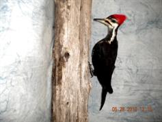 Appiliated Woodpecker