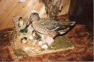 Hen Mallard with Ducklings