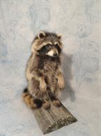 Raccoon2