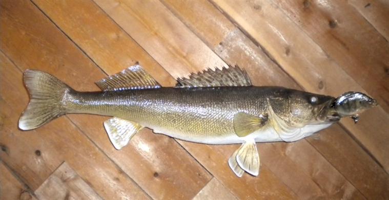 Walleye eating Sunfish